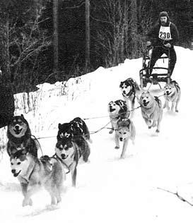 Inledning Den ras som idag kallas siberian husky utvecklades i den nordöstligaste delen av Sibirien.