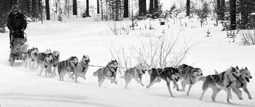 Grupp 5 STANDARD FÖR SIBERIAN HUSKY FCI nr 270 ORIGINALSTANDARD 1995-02-02 FCI-STANDARD 2000-01-24 SKKs STANDARDKOMMITTÉ 2001-03-05 URSPRUNGSLAND/ HEMLAND: USA ANVÄNDNINGS- OMRÅDE: Slädhund