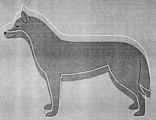 mankhöjden En hund med för kort rygg i förhållande till sin höjd, jämfört med rasstandarden Även om bröstkorgen på den mörka siluetten är i nivå med