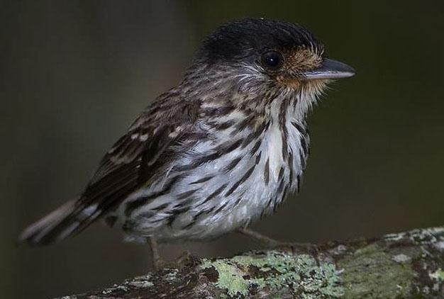 Dag 5 9: Mwinilunga och Nichila Wildlife Reserve utgör våra huvudområden för de kommande fem dagarna. Vi är nu mycket nära Angola och Kongo-Kinshasa.