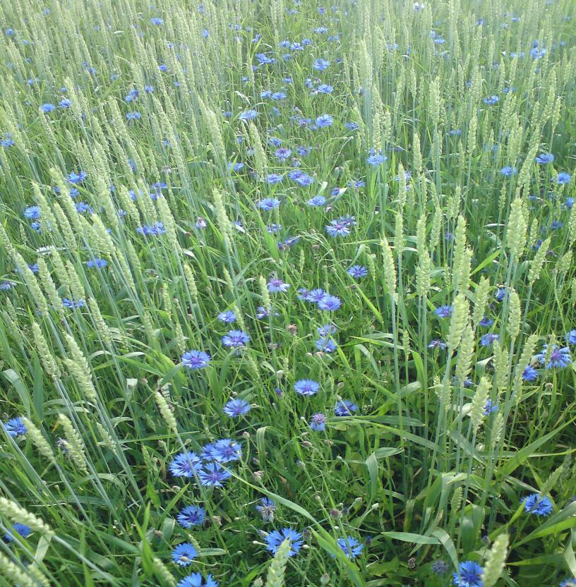 Fakulteten för naturresurser och lantbruksvetenskap Sorternas betydelse för höstveteskördarna i Sverige The cultivar effect of winter wheat yields in Sweden Amanda Andersson