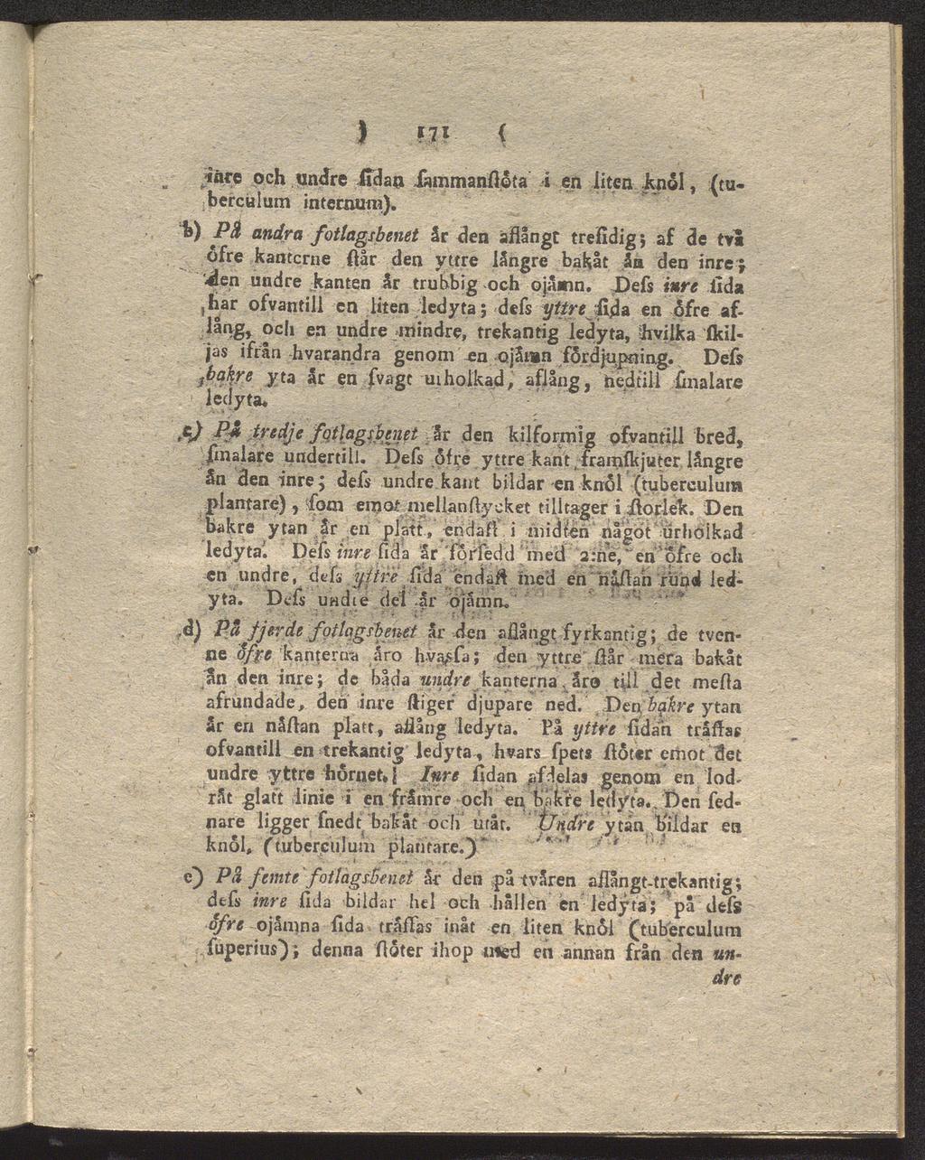 ) «71 { i en liten knol, {tu- i'äre och undre ifdan Jåmmanfläta berculum intecnum).