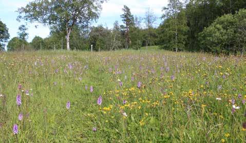 Skogastorp - Falbygdens orkidéparadis tisdagen den 25 juni klockan 17.30-21.