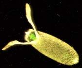 The Drosophila