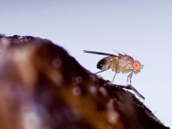 Fruit flies Drosophila melanogaster