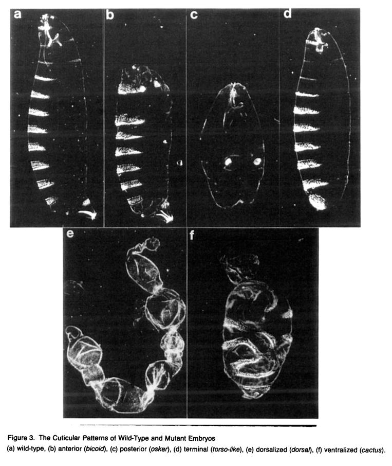 Maternal genes were identified by embryo phenotypes Anterior posterior