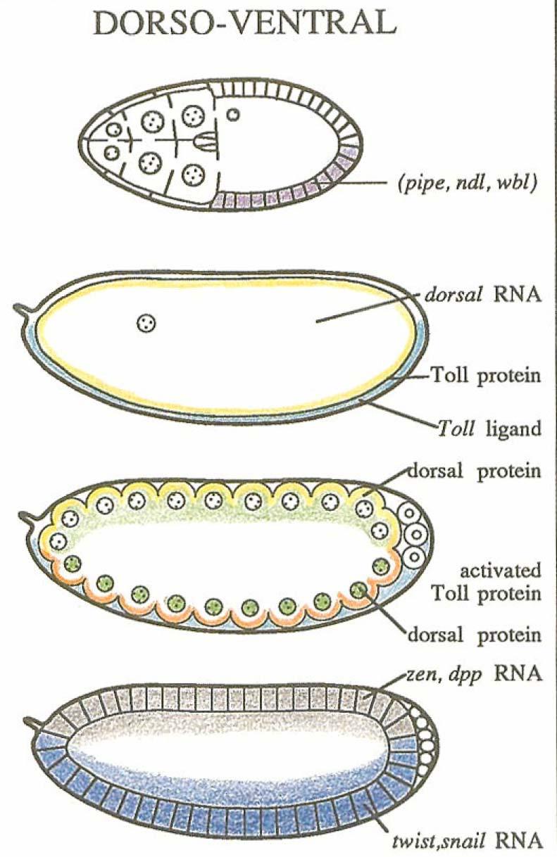 Dorsal-ventral axis is patterned by sequential morphogen gradients Maternal genes: NF- B gradient subdivides