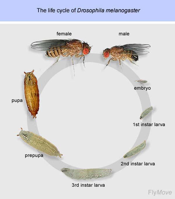 Drosophila development: two different bodies for two