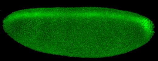 A dorsal midline stripe of strong