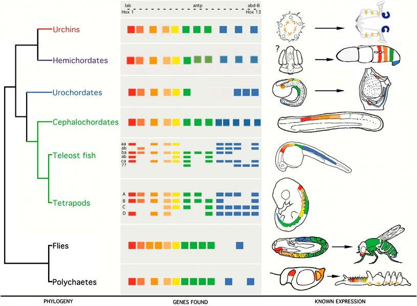 Homeobox genes establish body plans for all