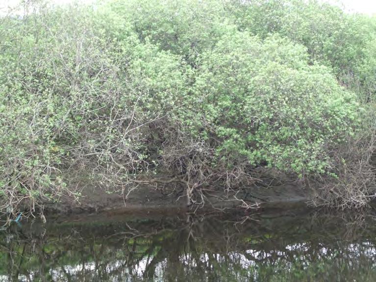 Gråvidesnår över vattnet i objekt 5. Värdearter: Glansfläck Arthonia spadicea signalart Krusig ulota Ulota crispa signalart Naturvärdesbedömning: Naturvärdesklass 3 visst naturvärde.