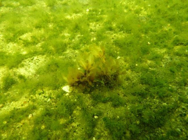 Bild 4.4. Transekt F3. Öv: Liten F. vesiculosus på häll med C. glomerata och A. linnaei, 1,8 m djup. Öh: Löslevande F. vesiculosus och N. marina på ca 3 m djup. Nv: Löslevande F.