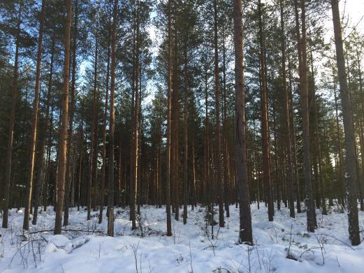Jag/vi är medvetna om att säljaren har fri prövningsrätt liksom att vi tagit del av fastighetsbeskrivningen samt informationen i denna budblankett.