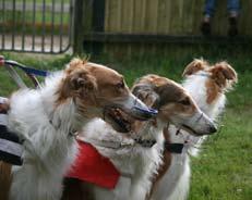 Borzoi, som tävlare i Alingsås Hades-klan var Tosca. Loppet blev dock en ren familjeangelägenhet då det var Midas och Kore som var först upp till böj och stred om spetsen.