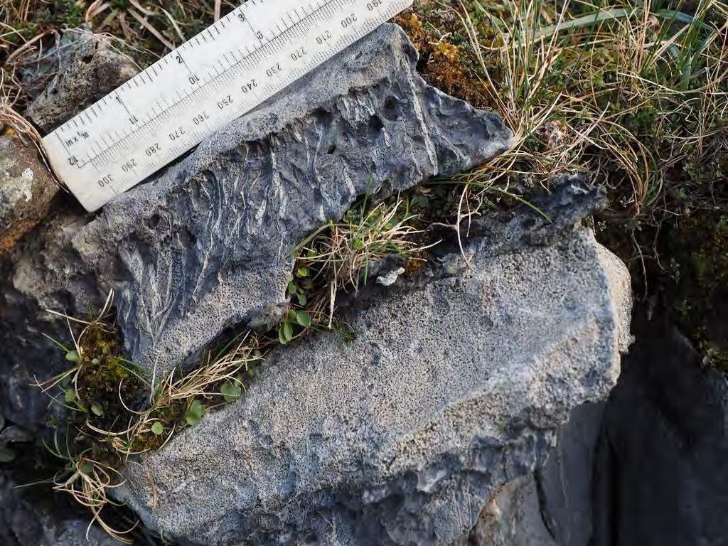 Lossit Limestone Formation