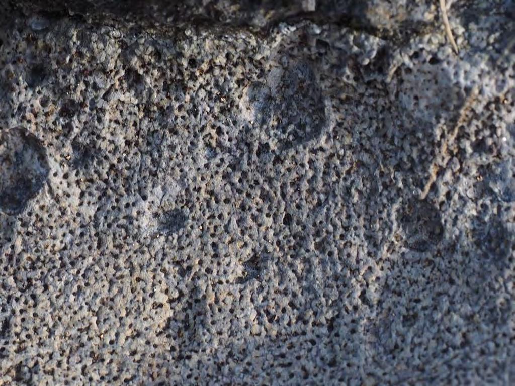 Lossit Limestone