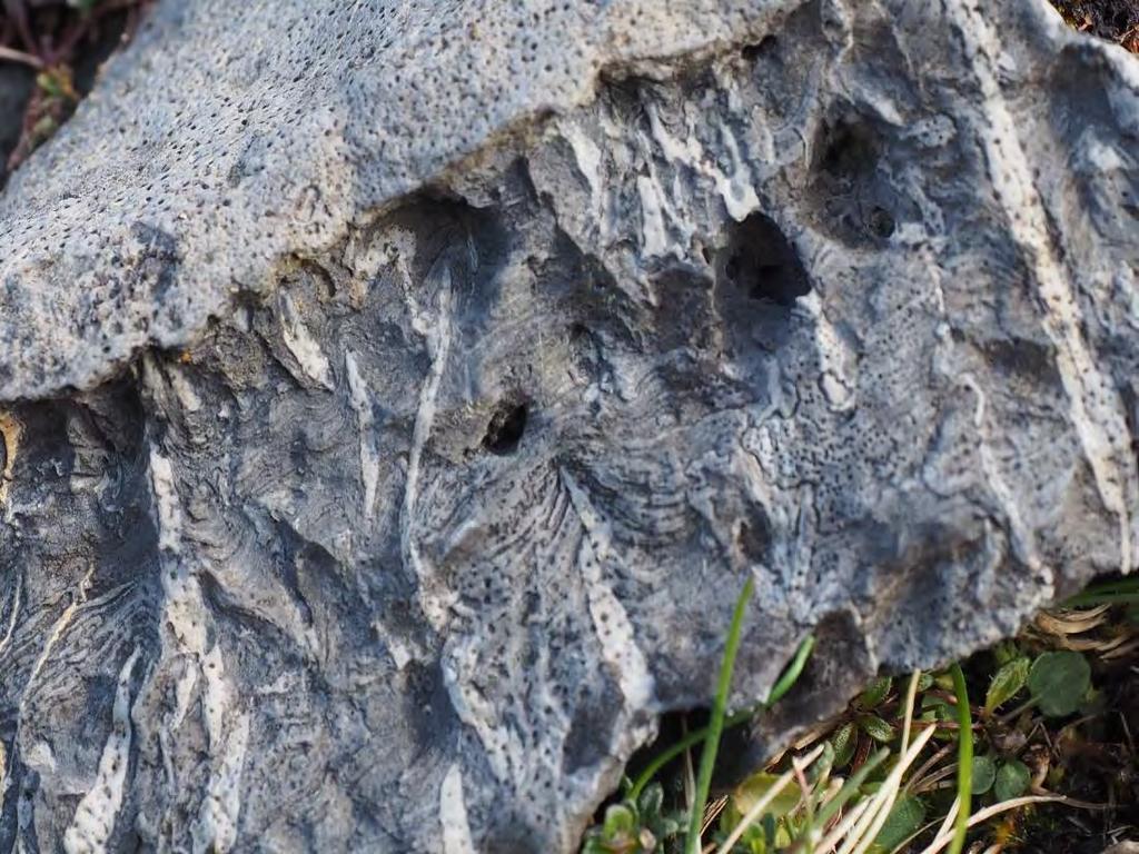 Lossit Limestone Formation
