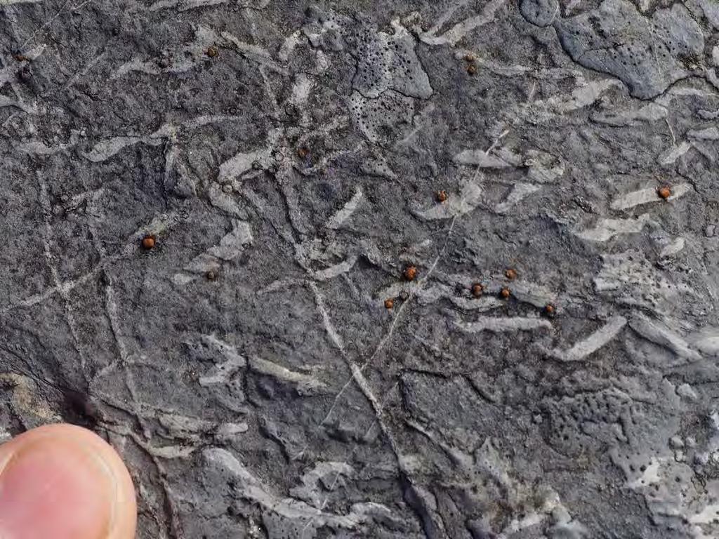Lossit Limestone Formation