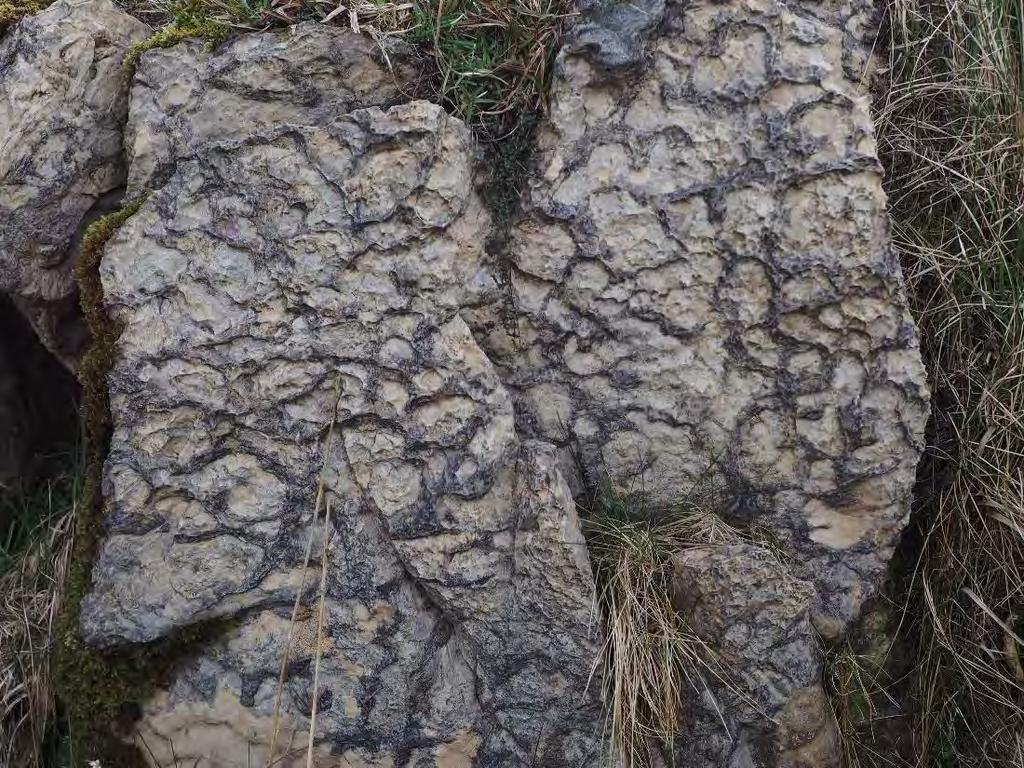 Lossit Limestone