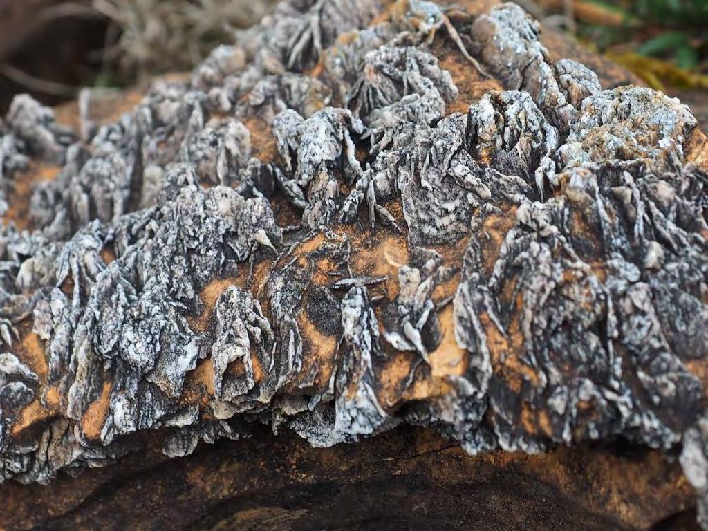Lossit Limestone Formation