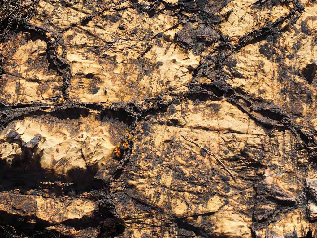 Bonahaven Dolomite