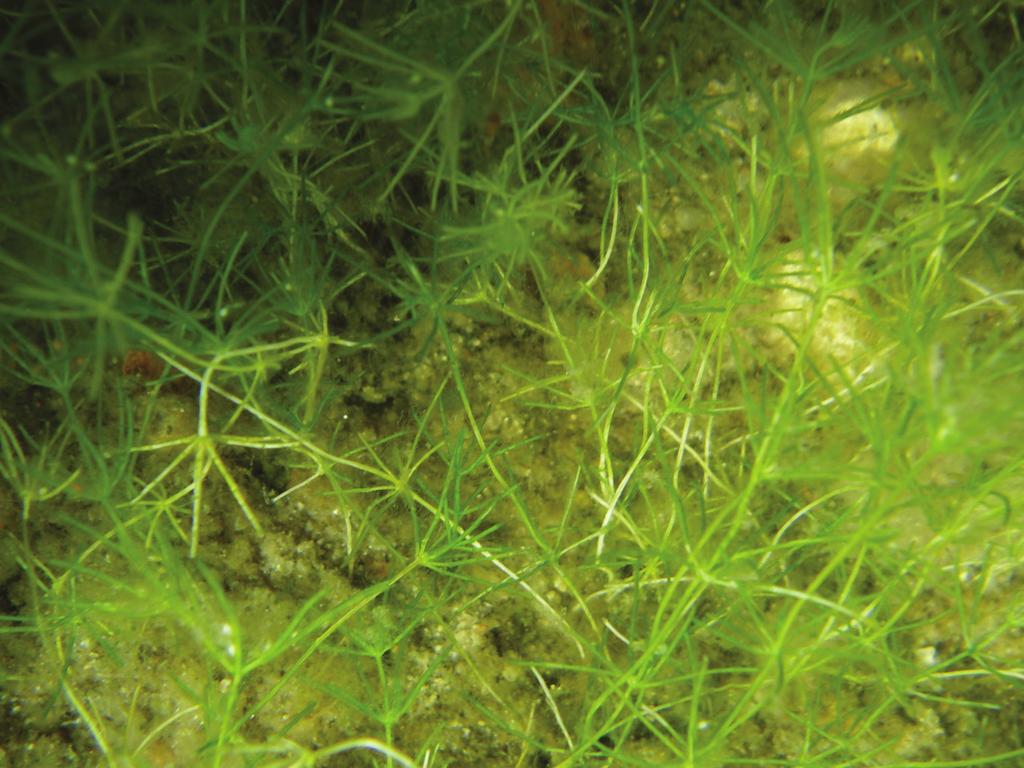 Tabell 3. Antal funna submersa och flytande arter makrofyter av olika växtgrupper i sjöar vid 2006 års inventeringar.