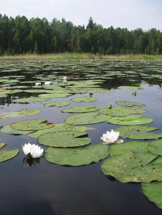 Av de oligotrofa sjöarna är det endast Stunnträsk som inte avviker vad gäller indikatortalet.