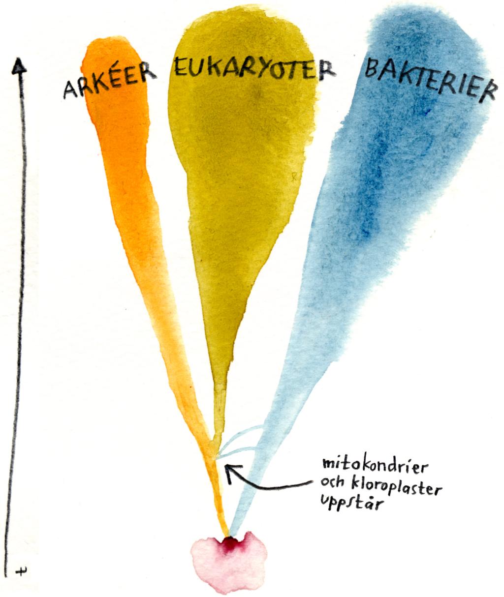 2 Livet på jorden brukar delas in i tre domäner. I gruppen eukaryoter återfinns de för oss mest välbekanta organismerna, från amöbor och grönalger till blåvalar och björkar.