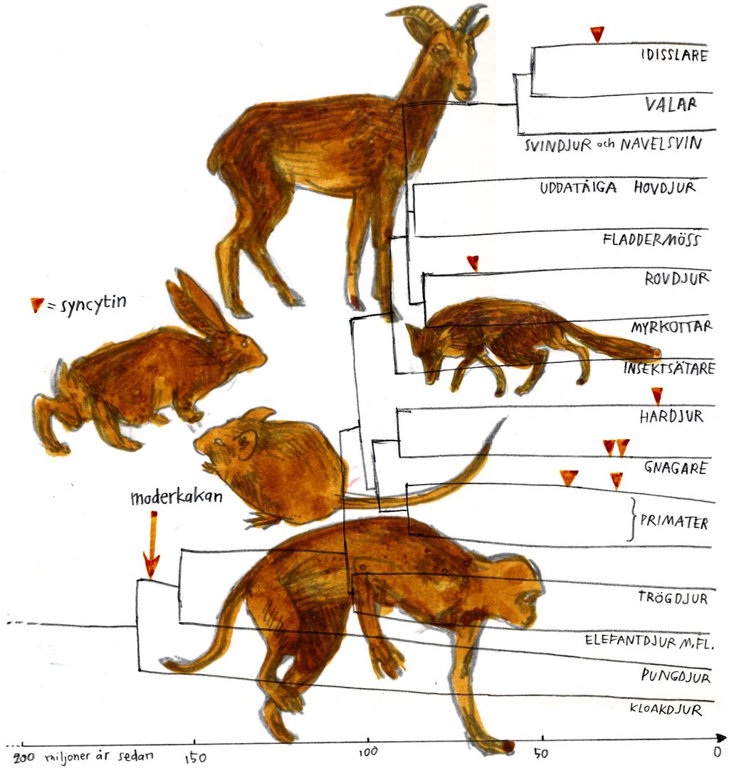 Under däggdjurens evolutionshistoria har upprepade retrovirusinfektioner försett djuren med nya gener.