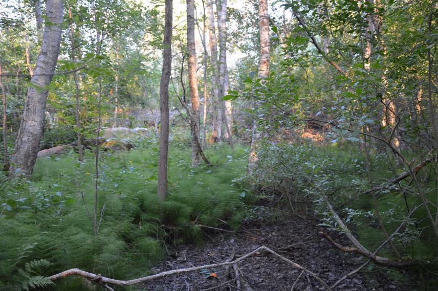 Figur 5. Sumpskogen i utredningsområdet. Figur 6.