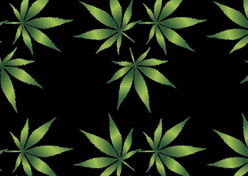 FRÅGOR OM CANNABIS VAD ÄR CANNABIS? SVAR: Cannabis är narkotika från plantan Hampa (Cannabis Sativa). Ur cannabisplantan får man bl a marijuana, hasch och hascholja.