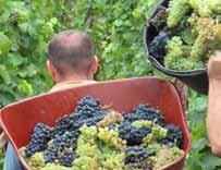 ..870 kr Domaine Perrot-Minot - Bourgogne Ingenting gör världen så rosenröd som att se den genom ett glas Chambertin.