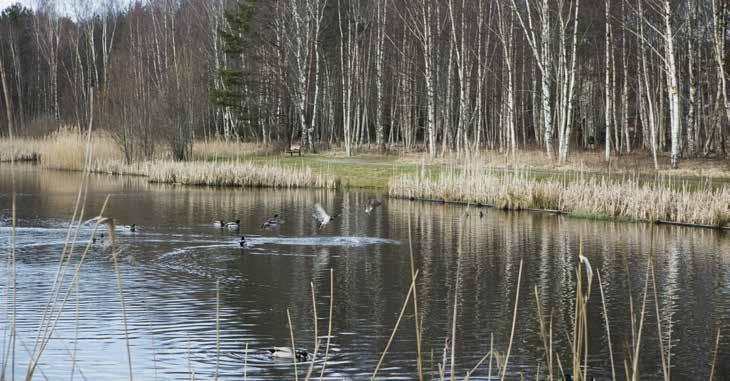 GRÖNA YTOR TAR HAND OM VATTNET DELSTRATEGI ÖPPEN ÖRDRÖJNING OCH RENING AV DAGVATTEN VATTENRENING OCH LÖDESREGLERING DAGVATTENHANTERING Dagvatten är vatten som tillfälligt rinner på markytan.