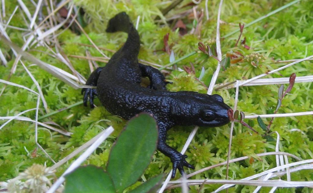 Rapport 2009:03 Större vattensalamander