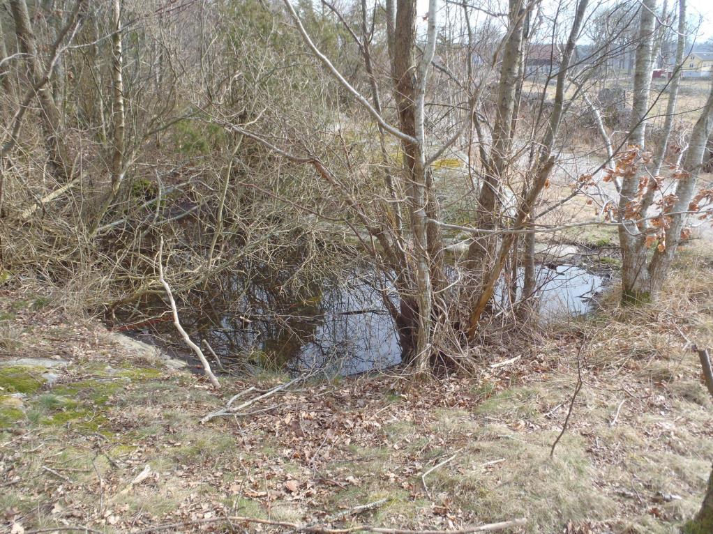 14 (21) B. Damm Naturtyp: Småvatten Naturvärdesklass: 3 (påtagligt naturvärde) Den nedre av två dammar. Dammen är ca 10x3 meter och omges av buskar och lövträd i form av viden, björk och klibbal.