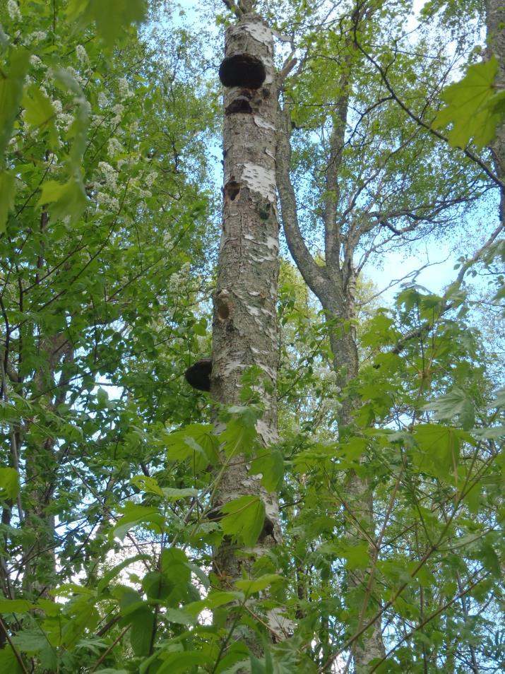 18 (21) Björkhögstubbe i delområde D med flera bohål. Häckning av stare noterades i maj 2015. 5.