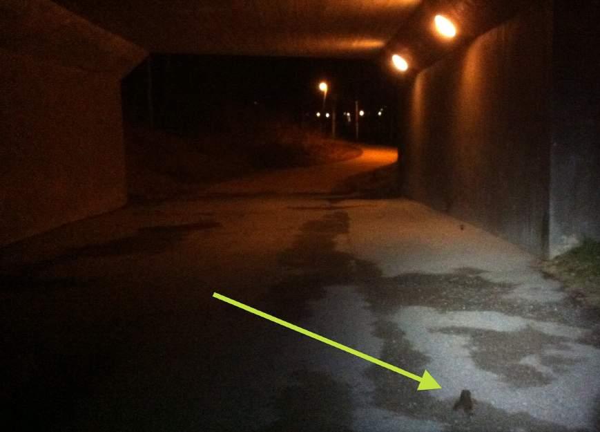 Figur 10. Den befintliga gångtunneln under Mensättravägen används uppenbarligen idag som passage för groddjur.
