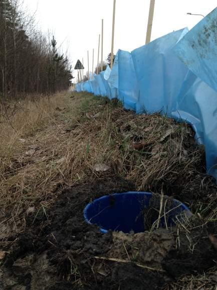 Hinkarnas kanter låg i höjd med marknivån och låg kant i kant med plaststängslet för att leda groddjuren ner i fällorna. Hinkarna preparerades med löv som skydd för groddjuren.