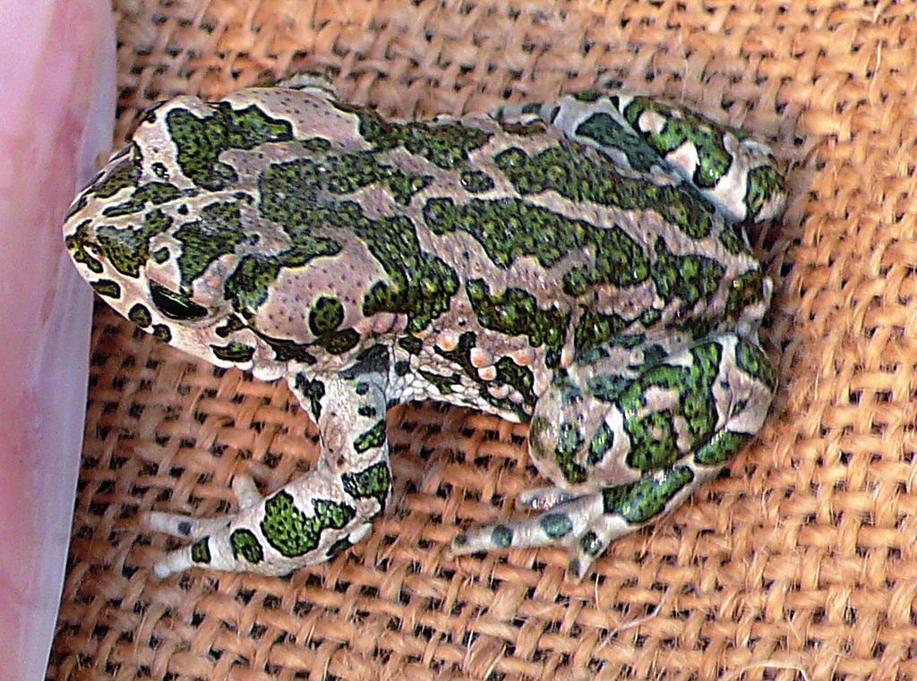 Återinventering av grönfläckig padda (Bufo viridis)