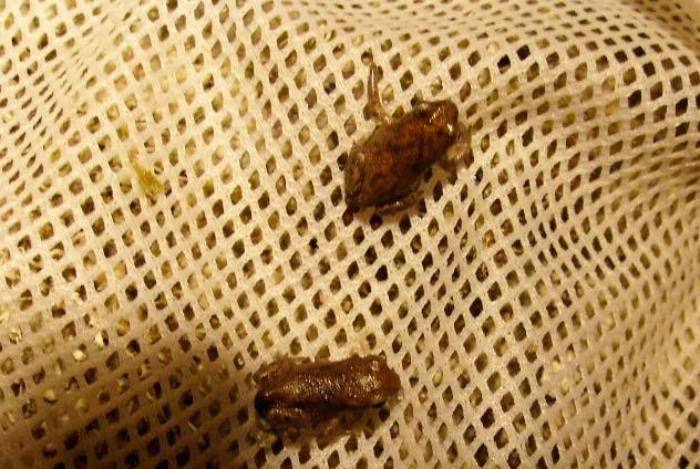 Denna misstanke stärktes natten den 28 till 29 juni, då det bland nymetamorfoserade paddor vid damm 1 (den sydvästra delen) påträffades en stor andel vars grundfärg var tydligt ljusare än hos de