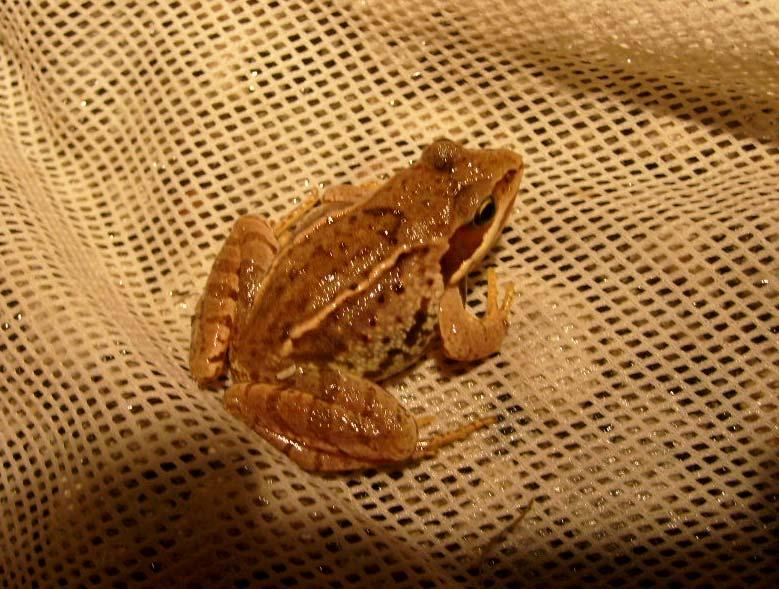 Bild 9. Åkergroda. Förekomst av större vattensalamander (T.