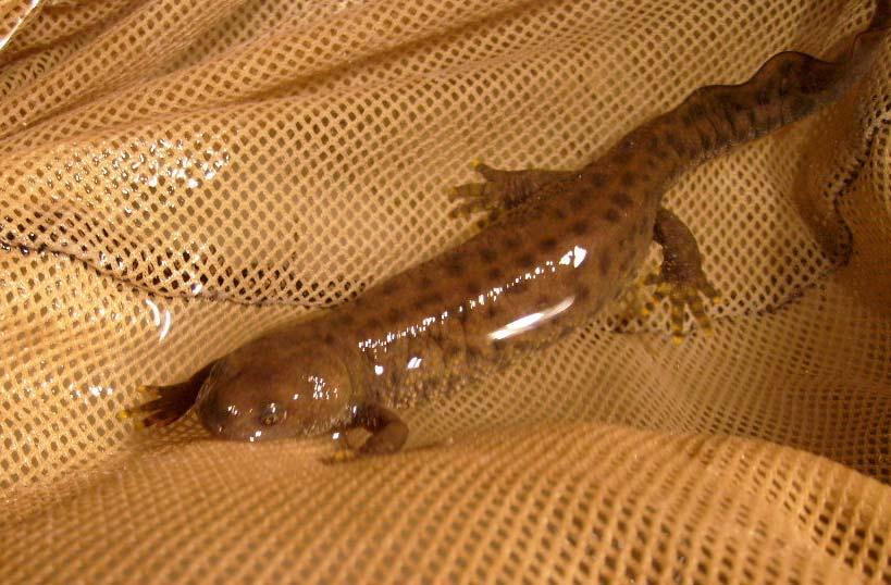 Med största sannolikhet var det samma individ som påträffades på samma plats även under inventeringsåren 2007 och 2008. Hur individen hamnat på platsen är fortfarande ett mysterium. Bild 10.