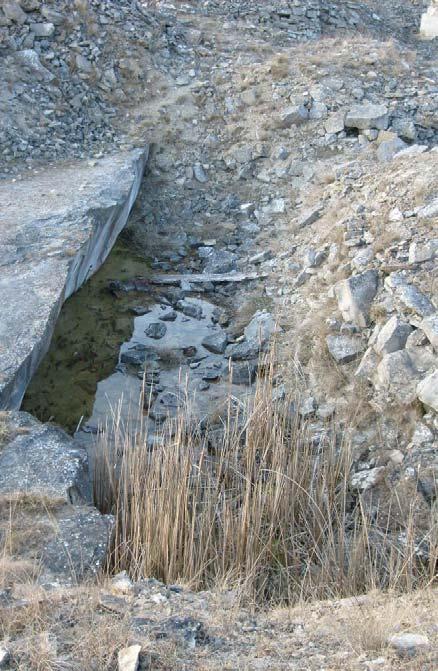 En mer utförlig beskrivning av vilka organismer som observerades kan ses i bilaga 2. Damm 9 Bild 21. Damm 9. Ingen grönfläckig padda hittades i eller intill dammen.