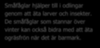 För att gynna dem kan man sätta ut sittpinnar i odlingen.