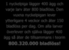 vuxen och larv. Den kan också livnära sig på blodlöss, ullöss och spinnkvalster.