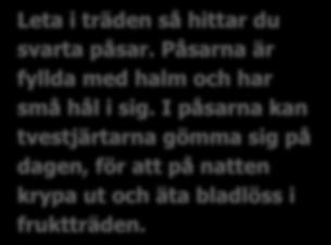 fruktträden. I Sverige finns endast ett par arter av tvestjärt och en art dominerar nästan helt.