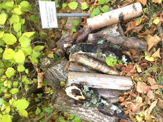 5 Vedhög under trädet Genom att lämna en hög med ved i trädgården skapas ett krypin för olika insekter, fåglar och andra djur.