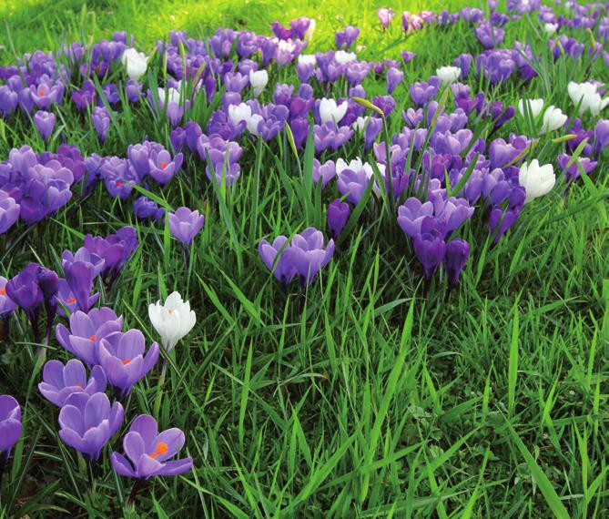 Lökfrossa Att odla blomsterlök innebär minimal insats och maximal utdelning.