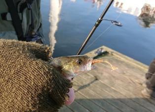 Abborrfiske i Danmark 17 november Denna tur verkar inte locka speciellt många, men vi fem som åkte fick en fin dag och många abborrar.
