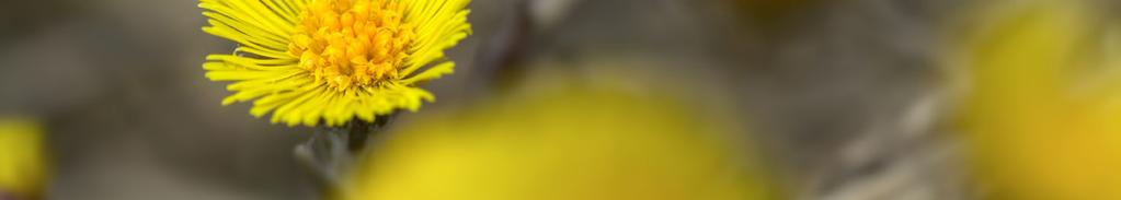 Samling: tågstationen i Kopparberg. Kontakt Ahmad, 072-122 23 55. Lör 23 mars. Vandring vid Gällbergets naturreservat Vi besöker Gällberget, i den upprustade delen av nya Fasaskogen.